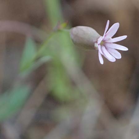 Silene laevigata \ Troodos-Leimkraut / Troodos Catchfly, Zypern/Cyprus Xyliatos 26.3.2025