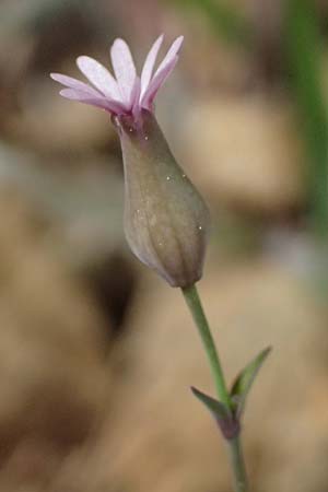 Silene laevigata \ Troodos-Leimkraut / Troodos Catchfly, Zypern/Cyprus Xyliatos 26.3.2025