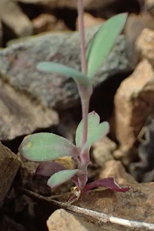 Silene laevigata \ Troodos-Leimkraut / Troodos Catchfly, Zypern/Cyprus Xyliatos 26.3.2025