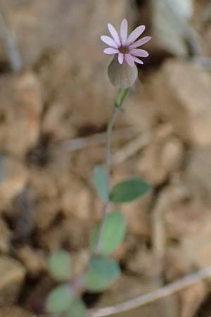 Silene laevigata \ Troodos-Leimkraut / Troodos Catchfly, Zypern/Cyprus Xyliatos 26.3.2025