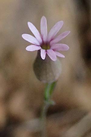 Silene laevigata \ Troodos-Leimkraut / Troodos Catchfly, Zypern/Cyprus Xyliatos 26.3.2025