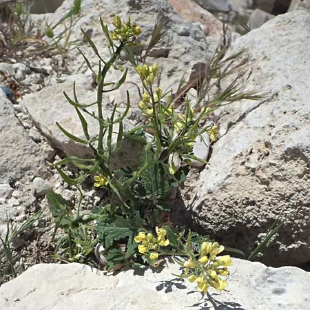 Sinapis alba \ Weier Senf / White Mustard, Zypern/Cyprus Kourion 29.3.2025