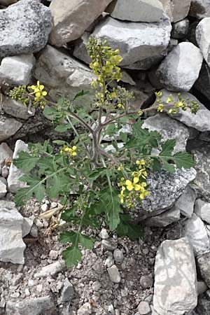 Sinapis alba \ Weier Senf / White Mustard, Zypern/Cyprus Prov. Paphos, Episkopi 31.3.2025