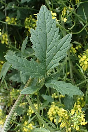 Sinapis alba \ Weier Senf / White Mustard, Zypern/Cyprus Prov. Paphos, Episkopi 31.3.2025
