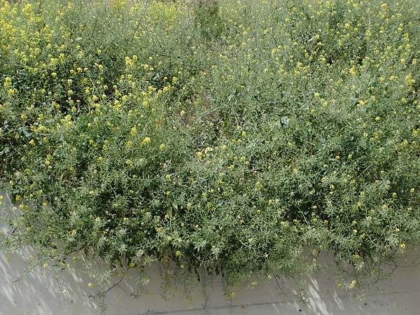 Sinapis alba \ Weier Senf / White Mustard, Zypern/Cyprus Prov. Paphos, Episkopi 31.3.2025
