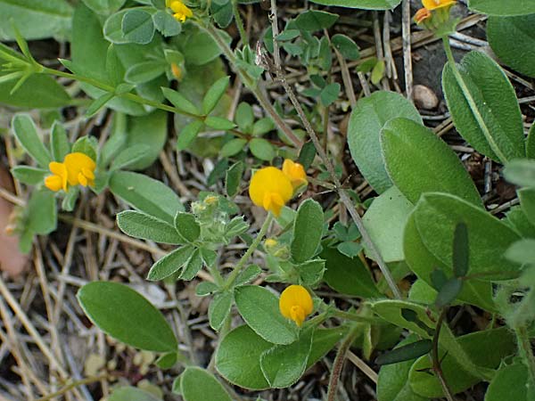 Hymenocarpos circinnatus \ Pfennig-Klee / Disk Trefoil, Zypern/Cyprus Lagoudera 26.3.2025