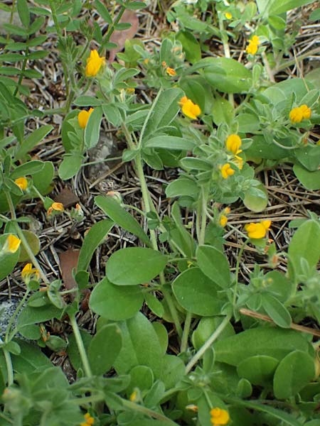 Hymenocarpos circinnatus \ Pfennig-Klee / Disk Trefoil, Zypern/Cyprus Lagoudera 26.3.2025