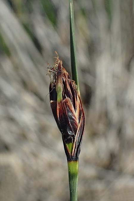 Schoenus nigricans \ Schwrzliche Kopfbinse / Black Bog-Rush, Zypern/Cyprus Akrotiri 23.3.2025