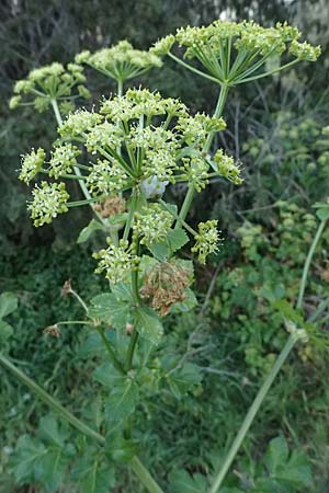 Smyrnium olusatrum \ Gespenst-Gelbdolde, Pferde-Eppich / Alexanders, Zypern/Cyprus Skarfou Bridge 20.3.2025