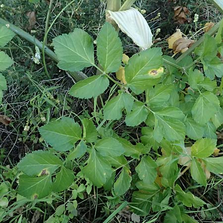 Smyrnium olusatrum \ Gespenst-Gelbdolde, Pferde-Eppich / Alexanders, Zypern/Cyprus Skarfou Bridge 20.3.2025