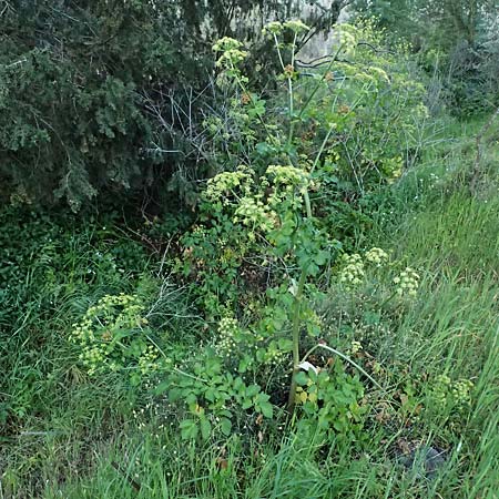 Smyrnium olusatrum \ Gespenst-Gelbdolde, Pferde-Eppich / Alexanders, Zypern/Cyprus Skarfou Bridge 20.3.2025