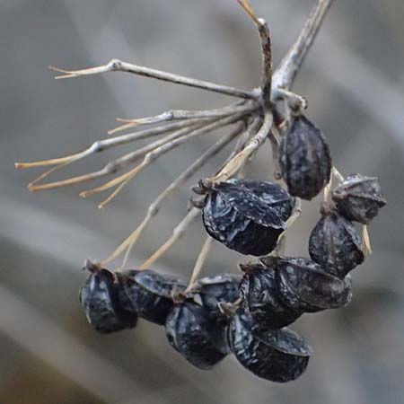 Smyrnium olusatrum \ Gespenst-Gelbdolde, Pferde-Eppich / Alexanders, Zypern/Cyprus Prov. Paphos, Episkopi 31.3.2025