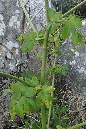 Smyrnium olusatrum \ Gespenst-Gelbdolde, Pferde-Eppich / Alexanders, Zypern/Cyprus Prov. Paphos, Episkopi 31.3.2025