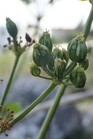 Smyrnium olusatrum \ Gespenst-Gelbdolde, Pferde-Eppich / Alexanders, Zypern/Cyprus Prov. Paphos, Episkopi 31.3.2025