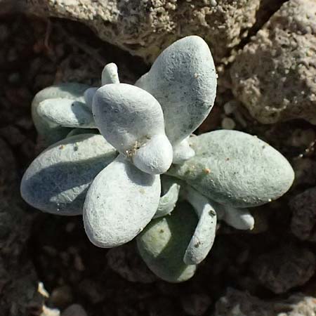 Sedum eriocarpum subsp. porphyreum \ Porphyr-Fetthenne / Porphyry Stonecrop, Zypern/Cyprus Akrotiri 23.3.2025