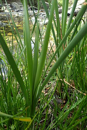 Sparganium erectum subsp. neglectum \ Unbeachteter Igelkolben / Neglected Bur-Reed, Zypern/Cyprus Prov. Paphos, Episkopi 31.3.2025