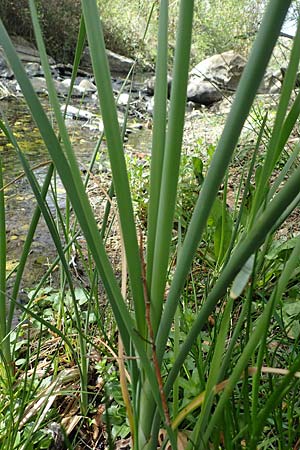 Sparganium erectum subsp. neglectum \ Unbeachteter Igelkolben / Neglected Bur-Reed, Zypern/Cyprus Prov. Paphos, Episkopi 31.3.2025