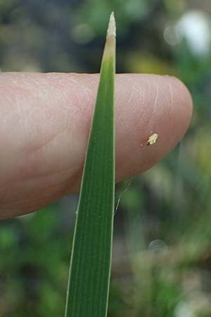 Sparganium erectum subsp. neglectum \ Unbeachteter Igelkolben / Neglected Bur-Reed, Zypern/Cyprus Prov. Paphos, Episkopi 31.3.2025