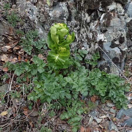 Smyrnium rotundifolium \ Rundbl&auml;ttrige Gelbdolde / Round-Leaved Alexanders, Zypern/Cyprus Madari 26.3.2025