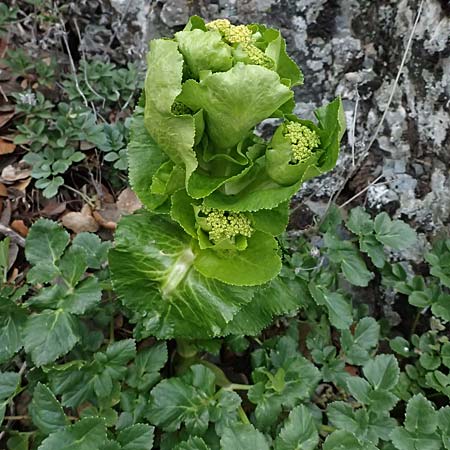 Smyrnium rotundifolium \ Rundbl&auml;ttrige Gelbdolde / Round-Leaved Alexanders, Zypern/Cyprus Madari 26.3.2025