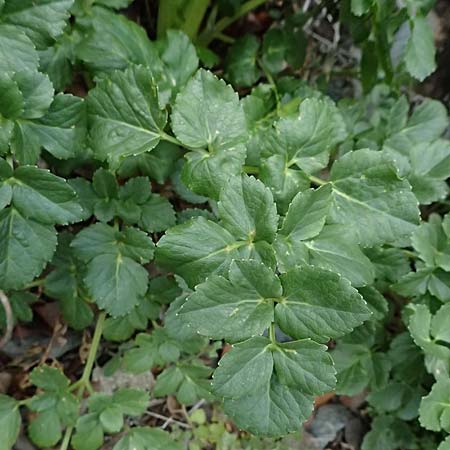 Smyrnium rotundifolium \ Rundbl&auml;ttrige Gelbdolde / Round-Leaved Alexanders, Zypern/Cyprus Madari 26.3.2025