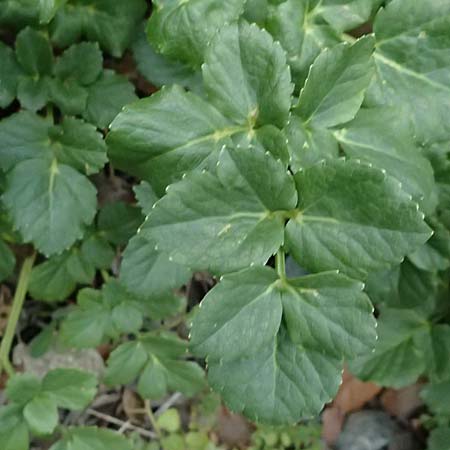 Smyrnium rotundifolium \ Rundbl&auml;ttrige Gelbdolde / Round-Leaved Alexanders, Zypern/Cyprus Madari 26.3.2025