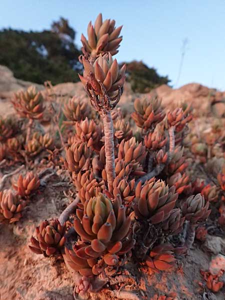 Sedum sediforme \ Nizza-Mauerpfeffer / Pale Stonecrop, Zypern/Cyprus Avakas Gorge 22.3.2025