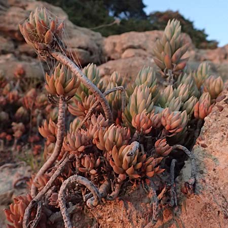 Sedum sediforme \ Nizza-Mauerpfeffer / Pale Stonecrop, Zypern/Cyprus Avakas Gorge 22.3.2025