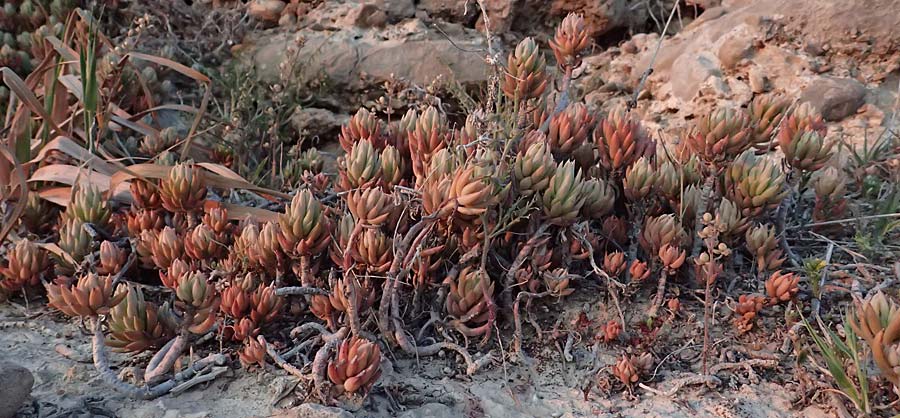 Sedum sediforme \ Nizza-Mauerpfeffer / Pale Stonecrop, Zypern/Cyprus Avakas Gorge 22.3.2025