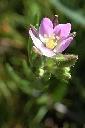 Spergularia marina \ Salz-Schuppenmiere / Lesser Sea Spurrey, Zypern/Cyprus Akrotiri 23.3.2025
