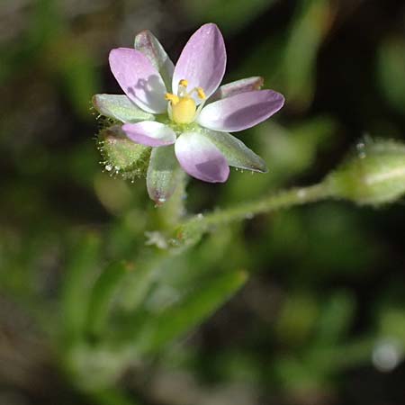 Spergularia marina \ Salz-Schuppenmiere / Lesser Sea Spurrey, Zypern/Cyprus Akrotiri 23.3.2025