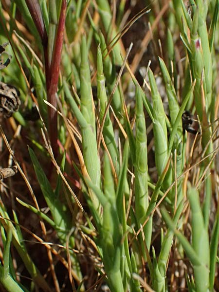 Spergularia marina ? \ Salz-Schuppenmiere / Lesser Sea Spurrey, Zypern/Cyprus Akrotiri 23.3.2025