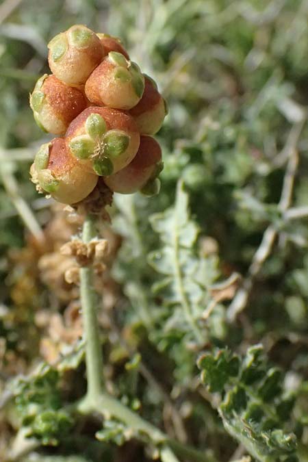 Sarcopoterium spinosum \ Dornige Bibernelle, Dornige Becherblume / Thorny Burnet, Zypern/Cyprus Petra tou Romiou 30.3.2025