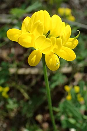 Securigera securidaca \ Beilwicke / Hatchet Vetch, Zypern/Cyprus Prov.  Paphos,  Episkopi 31.3.2025