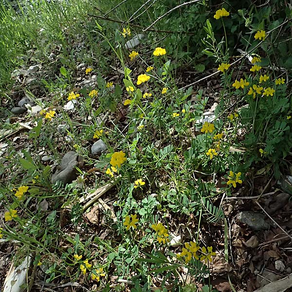 Securigera securidaca \ Beilwicke / Hatchet Vetch, Zypern/Cyprus Prov.  Paphos,  Episkopi 31.3.2025