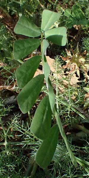 Securigera securidaca \ Beilwicke / Hatchet Vetch, Zypern/Cyprus Prov.  Paphos,  Episkopi 31.3.2025