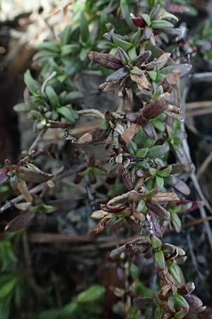 Plocama calabrica \ Kalabrische Putorie / Stinking Madder, Zypern/Cyprus Troodos 24.3.2025