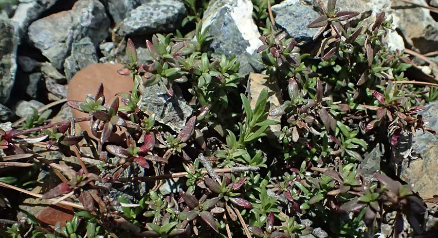 Plocama calabrica \ Kalabrische Putorie / Stinking Madder, Zypern/Cyprus Troodos 24.3.2025