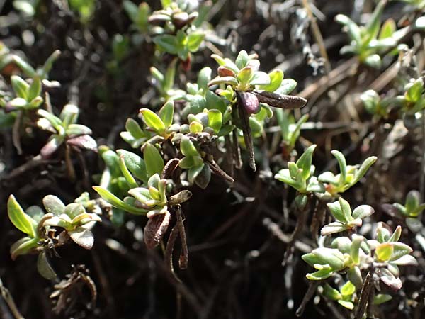 Plocama calabrica \ Kalabrische Putorie / Stinking Madder, Zypern/Cyprus Troodos 24.3.2025