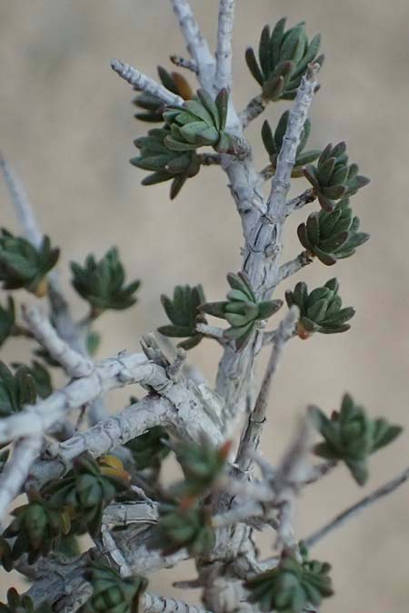 Thymelaea hirsuta \ Behaarte Spatzenzunge / Mitnan, Zypern/Cyprus Governor's Beach 25.3.2025