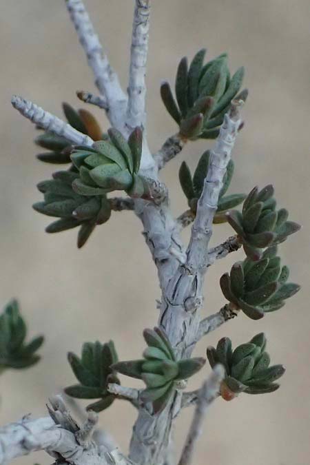 Thymelaea hirsuta \ Behaarte Spatzenzunge / Mitnan, Zypern/Cyprus Governor's Beach 25.3.2025