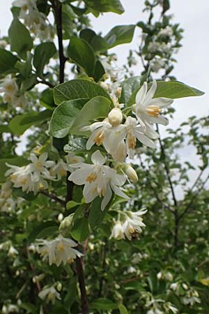 Styrax officinalis \ Echter Styraxbaum / Styrax Tree, Zypern/Cyprus Prov.  Paphos,  Episkopi 31.3.2025