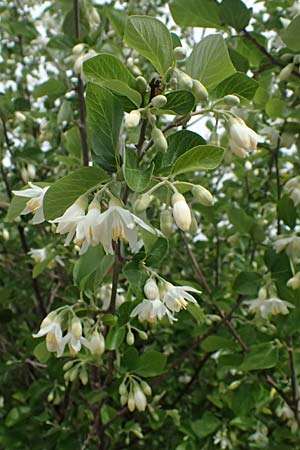 Styrax officinalis \ Echter Styraxbaum / Styrax Tree, Zypern/Cyprus Prov.  Paphos,  Episkopi 31.3.2025