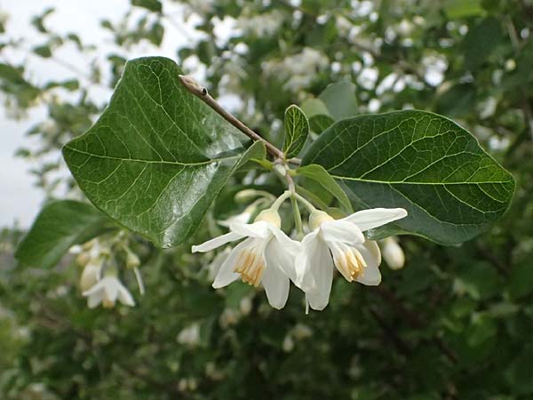 Styrax officinalis \ Echter Styraxbaum / Styrax Tree, Zypern/Cyprus Prov.  Paphos,  Episkopi 31.3.2025