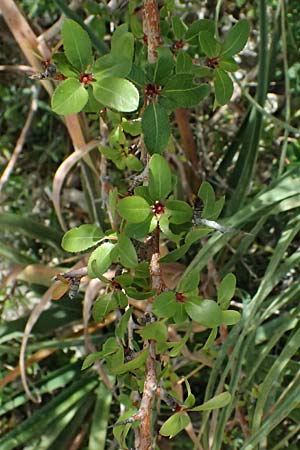 Phillyrea latifolia \ Breitbl�ttrige Steinlinde / Broad-Leaved Phillyrea, Zypern/Cyprus Prov. Paphos, Episkopi 31.3.2025
