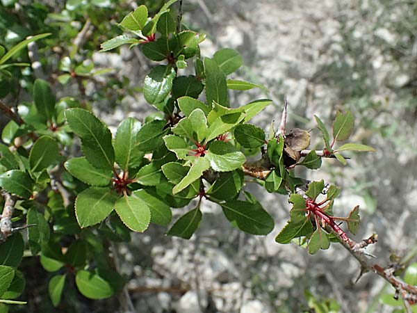 Phillyrea latifolia \ Breitbl�ttrige Steinlinde / Broad-Leaved Phillyrea, Zypern/Cyprus Prov. Paphos, Episkopi 31.3.2025