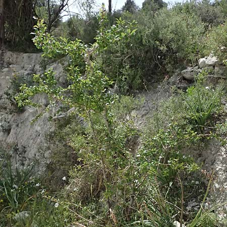 Phillyrea latifolia \ Breitbl�ttrige Steinlinde / Broad-Leaved Phillyrea, Zypern/Cyprus Prov. Paphos, Episkopi 31.3.2025
