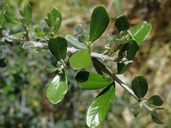 Lycium ferocissimum \ Afrikanischer Bocksdorn / African Boxthorn, Zypern/Cyprus Prov.  Paphos,  Episkopi 31.3.2025