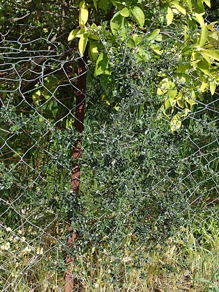 Lycium ferocissimum \ Afrikanischer Bocksdorn / African Boxthorn, Zypern/Cyprus Prov.  Paphos,  Episkopi 31.3.2025
