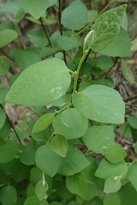 Styrax officinalis \ Echter Styraxbaum / Styrax Tree, Zypern/Cyprus Kato Archimandrita 1.4.2025